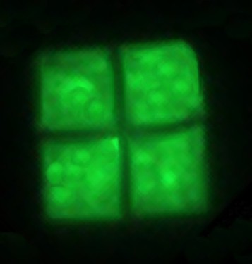 halobacteria advertise windows - , Archaea, Logo, Windows, Microfilming, Microfilming