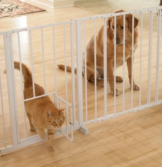 So where is the justice... - cat, Dog, Fencing