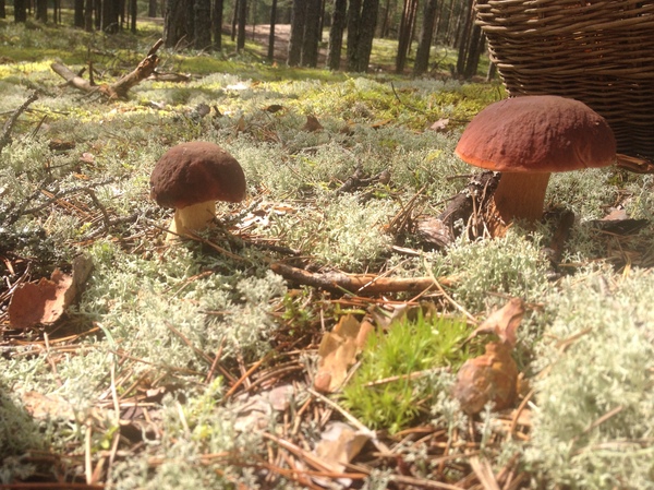 Summer, forest, mushrooms - Summer, Photo, Failure, Luck, Mushrooms, Forest, My, Sisters, Longpost, Leningrad region, Sister