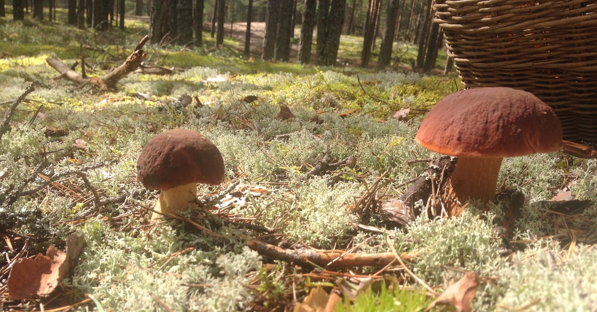 Грибы собранные утром. Грибная Поляна в лесу. Поляна грибов. Белые грибы в лесу. Много грибов в лесу.