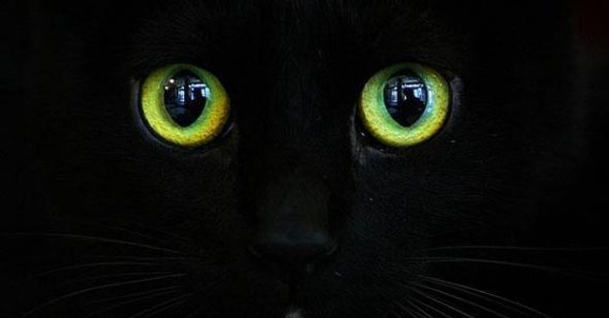 Черный зеленый глазками. Кошачий глаз. Черная кошка. Чёрный кот с зелёными глазами. Кошачьи глаза в темноте.