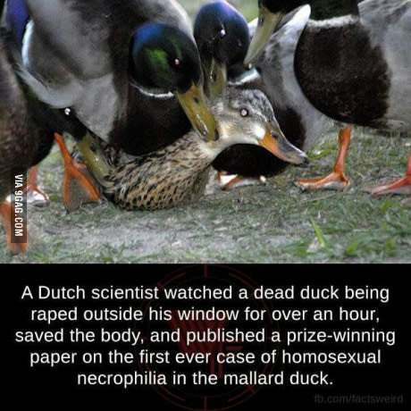 40 minute rule - Necrophilia, Duck, 9GAG, Zhzdryts