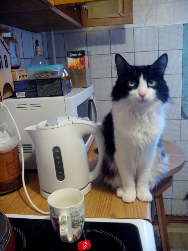 home there - My, cat, Tea, , Longpost