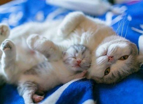 Sleep so well with your mom! - cat, , 