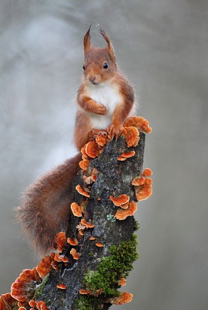 Squirrel to you in the tape)) - Squirrel, Is sitting, Gorgeous, Ears, From the network, Animals, beauty