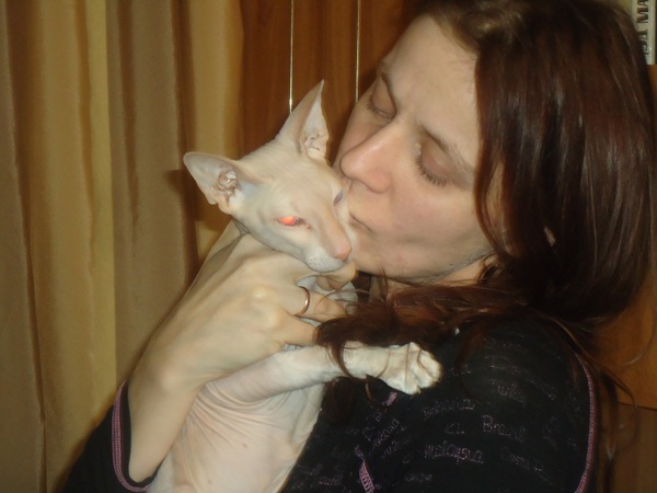 Cotoland. Sphinx in a new home! - My, cat, Voronezh, Lipetsk, Shelter, Kindness, Help, Longpost