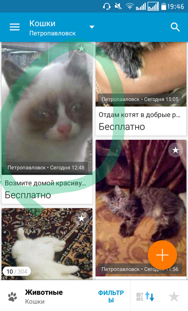Very beautiful kitty. - My, beautiful cat, cat, Announcement, Olx, I will give, Asians, Kazakhs