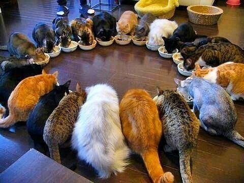 Big friendly family! - cat, Is eating, cat family