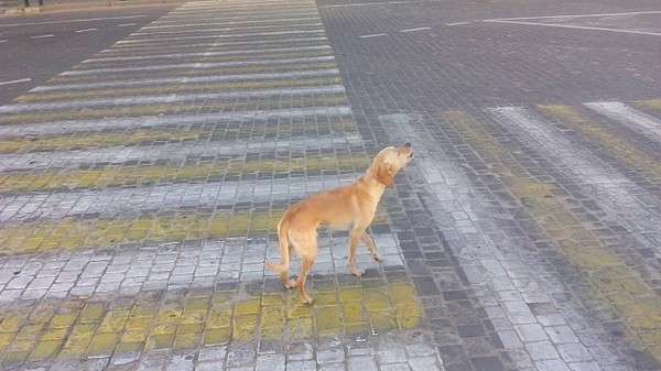 Lost.... - Dog, A loss, In good hands, Vitebsk, Help, Search for animals