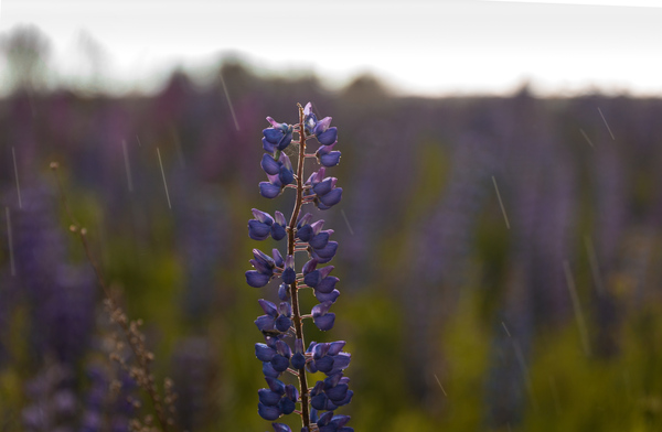 Rainy day in a lupine field - My, Flowers, Lupine, Nature, The photo, Rain