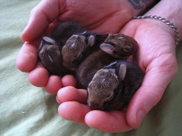 Little rabbits in the hands of a man - Rabbit, Small