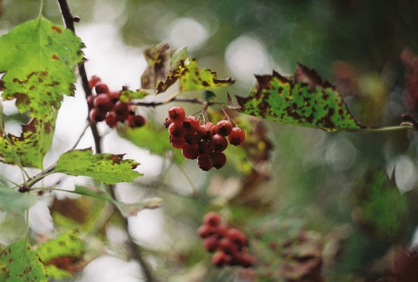 autumn bokeh - My, I want criticism, The photo, Autumn, 