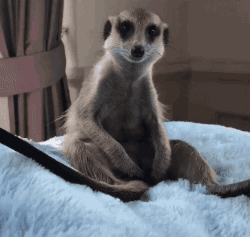 When you know it's time to get up, but it keeps falling asleep... - Animals, Meerkat, Drowsiness, GIF