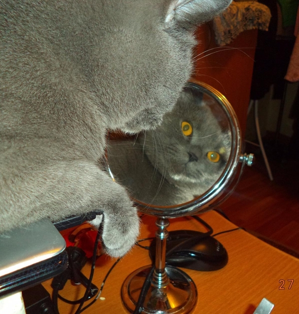 When you realize you're damn good - Emotions, Mirror, cat