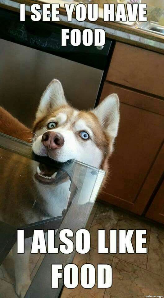 I watch you eat... - Dog, Husky, Begging from the table