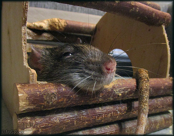 ���������. (�����)