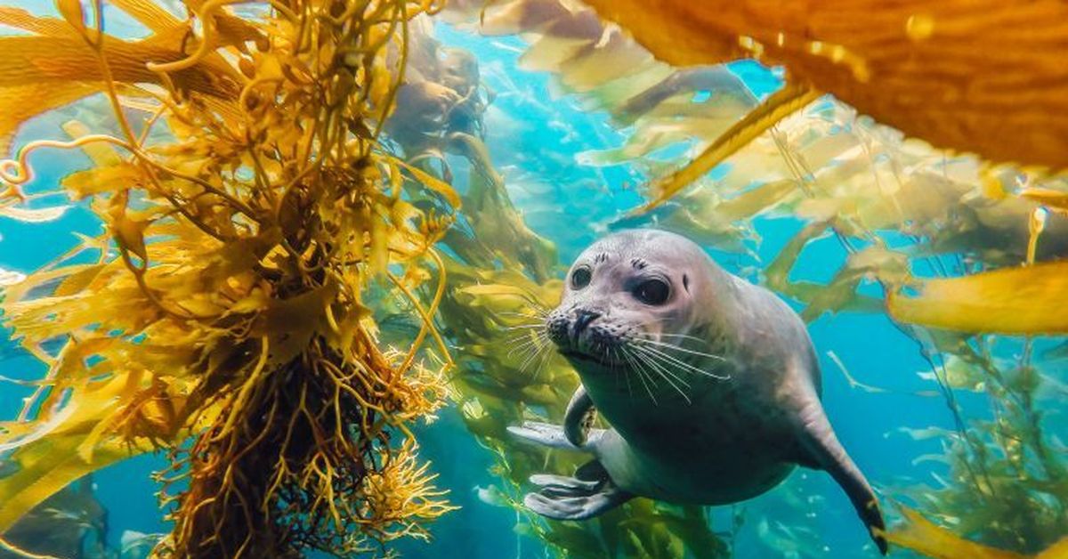 Водные жив. Плавающие животные. Морские животные под водой. Тюлень под водой. Морской котик в воде.