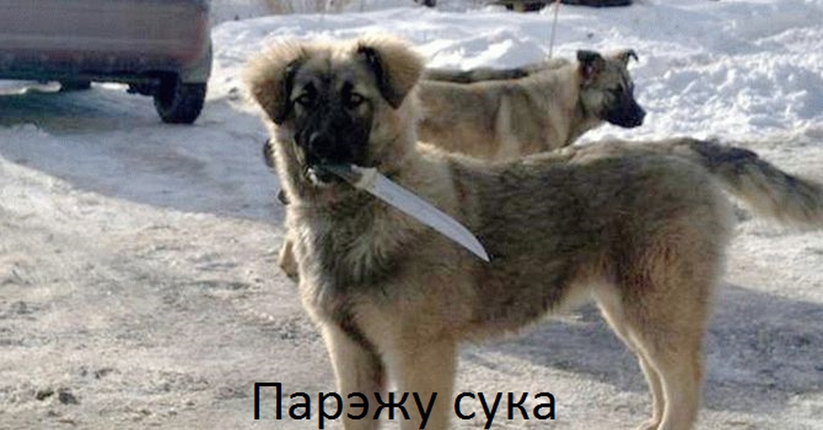 Собака с ножом мем Кавказец с ножом.... Пикабу