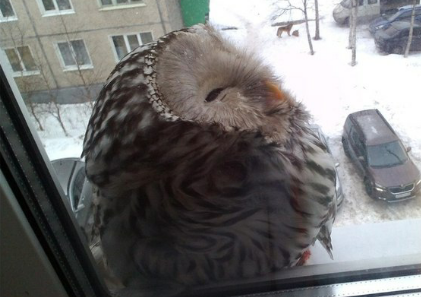 I pull back the curtain, and outside the window ... - Harry Potter, Hogwarts, Owl, Letter from Hogwarts