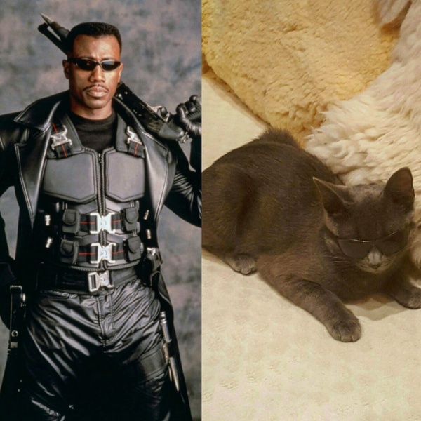 Very cheap cosplay - My, Cosplay, Lowcost cosplay, cat