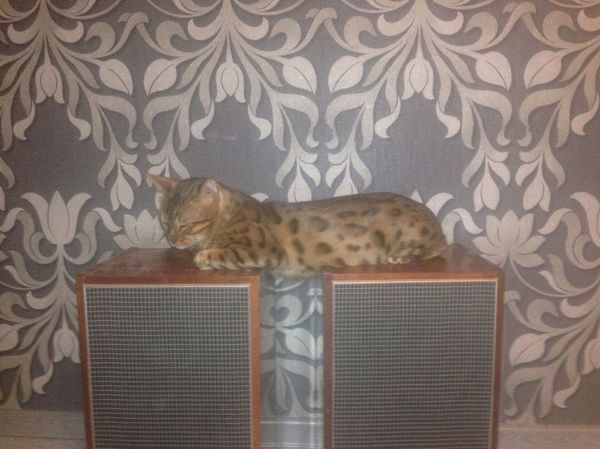 Very comfortably - cat, My, Convenience, Bengal cat