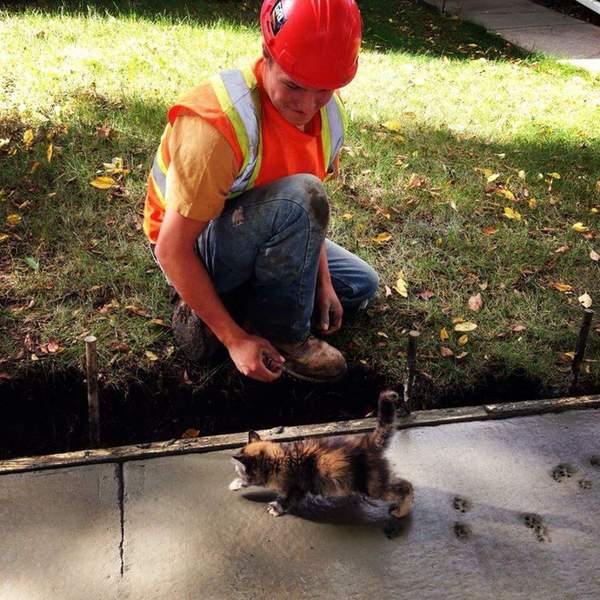 No one else saw this prankster - cat, Workers, Asphalt