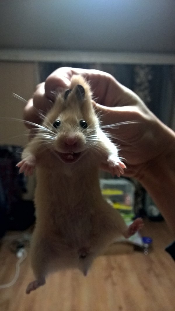Smile more :) - My, Hamster, Photo, Smile, Positive, Joy, Fun, Animals