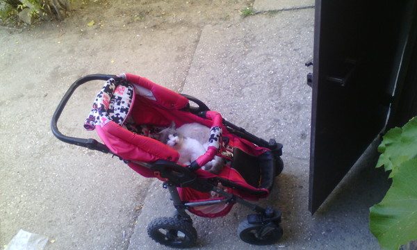 When the stroller was left unattended for a minute - My, cat, Children, Settlement, Mustachioed - Striped