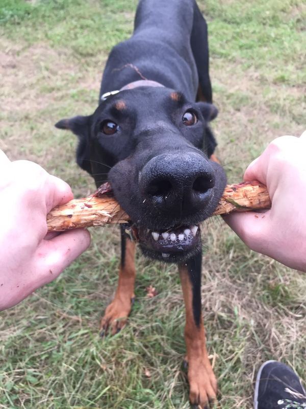 Smiling good man - Dog, My, Doberman