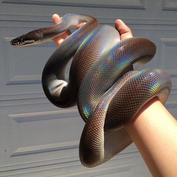 Rainbow color snakeskin - Snake, Color, Leather