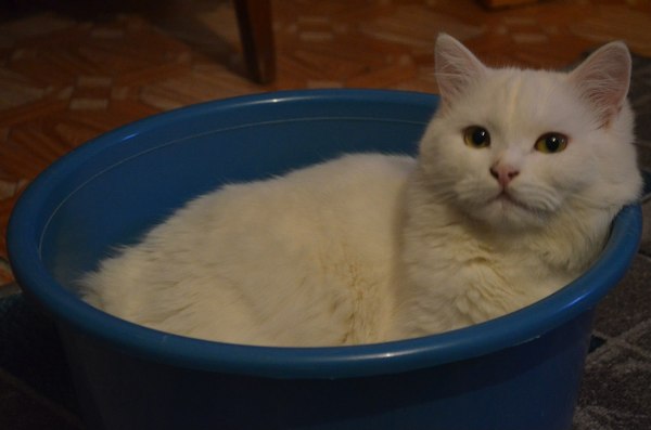 Namyaukal - cat, Liquid, A bowl, , Homemade, Photo