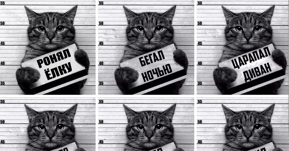 Краденный как пишется. Кот с табличкой. Криминальный котик. Кот преступник с табличкой. Коты с прикольными табличками.