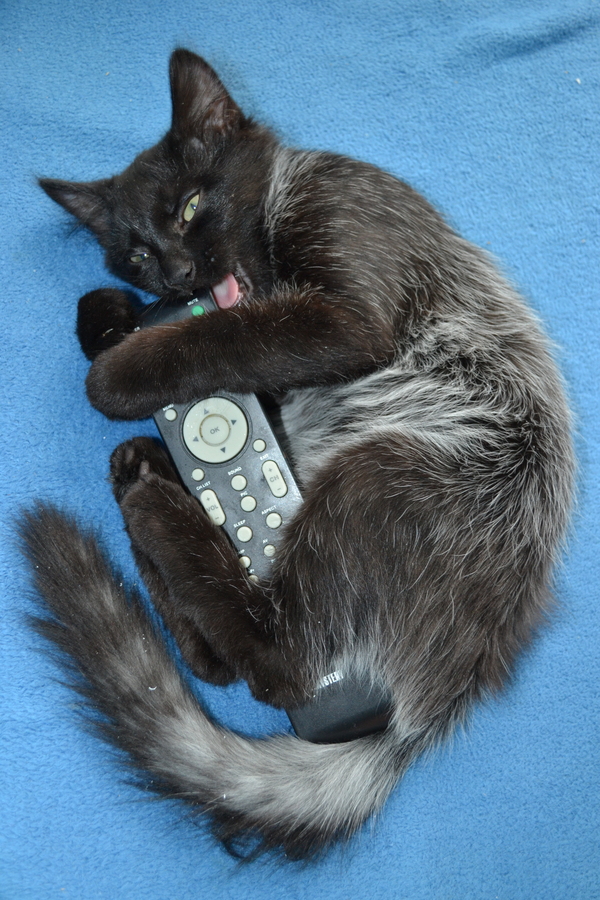 The cat sharpens its teeth on the remote control - My, cat, Remote controller
