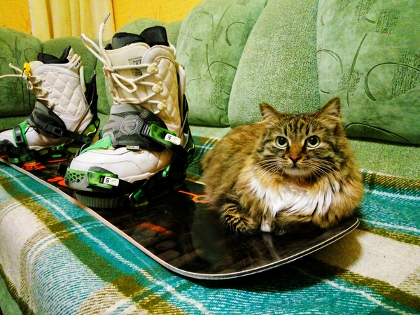 Waiting for the season... - cat, My, Winter, Snowboard