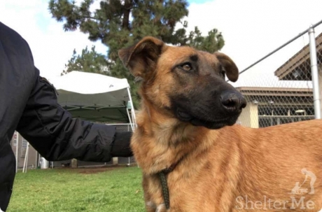 LOST DOG SEE ITS OWNERS WHO CAME FOR ANOTHER PUPPY - Shelter, Longpost, Dog