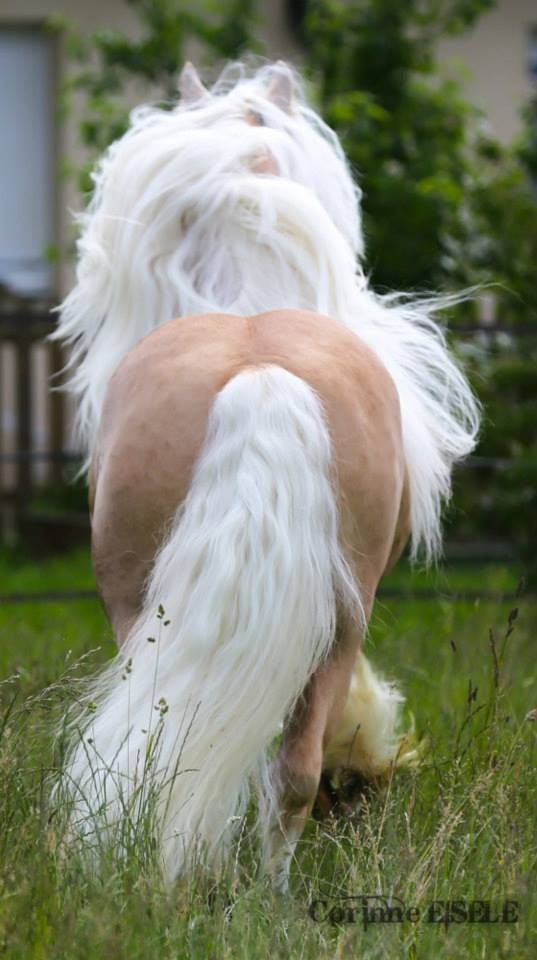 Воу воу воу красаучек