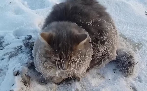 Жители Челябинской области спасли из ледяного плена кота - Кот, Мороз, Лед