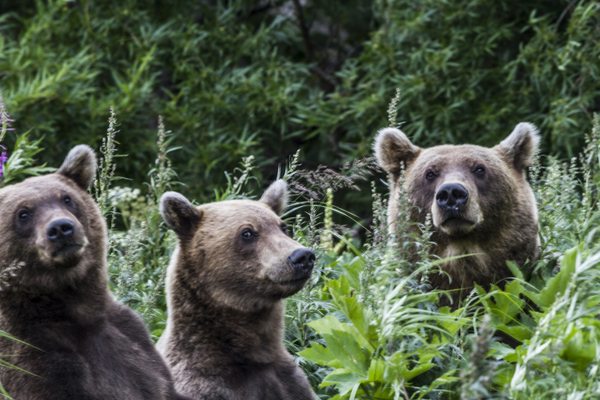 Caught :) - Bear, Kamchatka, Mikhail Korostelev, The Bears