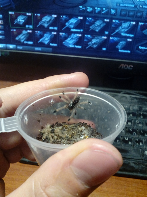 Need more pets. - My, Spider, Arachnida, Pets, Longpost