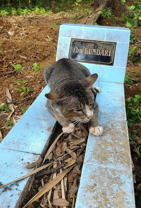 История преданности: год кошка не покидает могилу умершей хозяйки