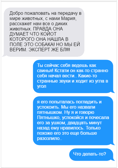Девушка спасла койота думая что это собака. Смотреть фото Девушка спасла койота думая что это собака. Смотреть картинку Девушка спасла койота думая что это собака. Картинка про Девушка спасла койота думая что это собака. Фото Девушка спасла койота думая что это собака