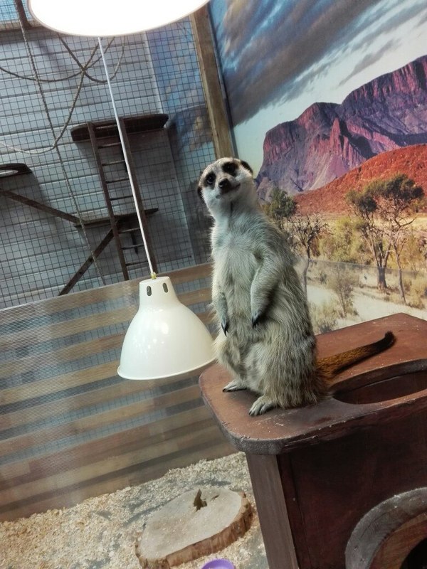 This look - My, Meerkat, Contact zoo, Handsome men