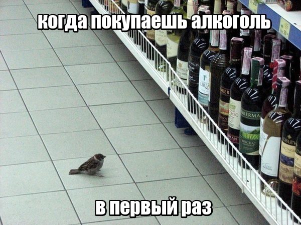 Sound familiar? - Sparrow, Alcohol