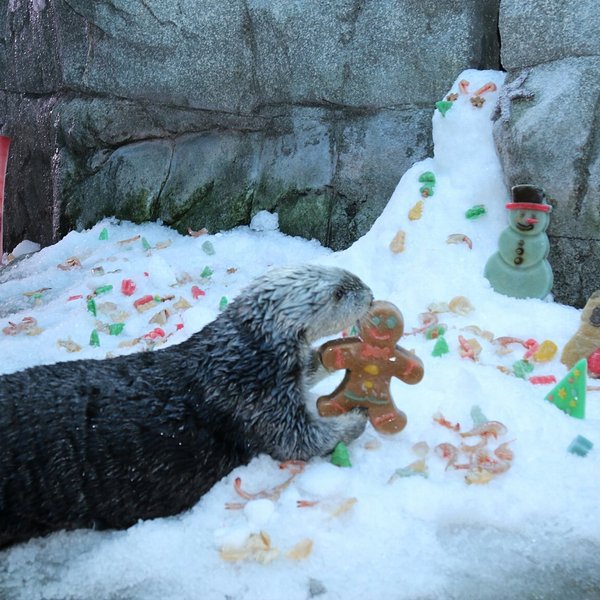 Mmm.. yummy! - Otter, Otters, Milota, Animals, Sea otter