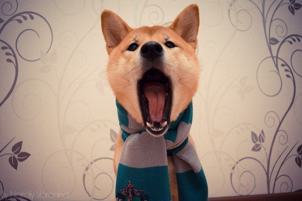 Yawn :D - My, Dog, Puppies, Yawn, Slytherin, Shiba, Shiba Inu, , 