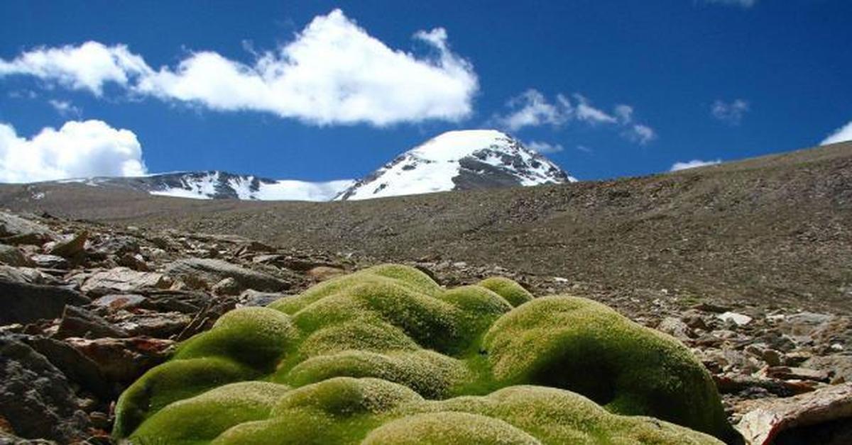 Особенности природы высокогорий. Ярета растение Южной Америки. Ярета Цветущая. Горы Анды растительность. Ярета растение Перу.