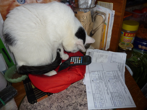 When the cat does the calculation - My, cat, Calculation, My