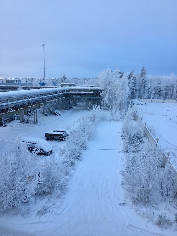 New Year mood! - My, Surgut, Stepan, cat, Pre-holiday mood, Christmas trees, freezing, Longpost