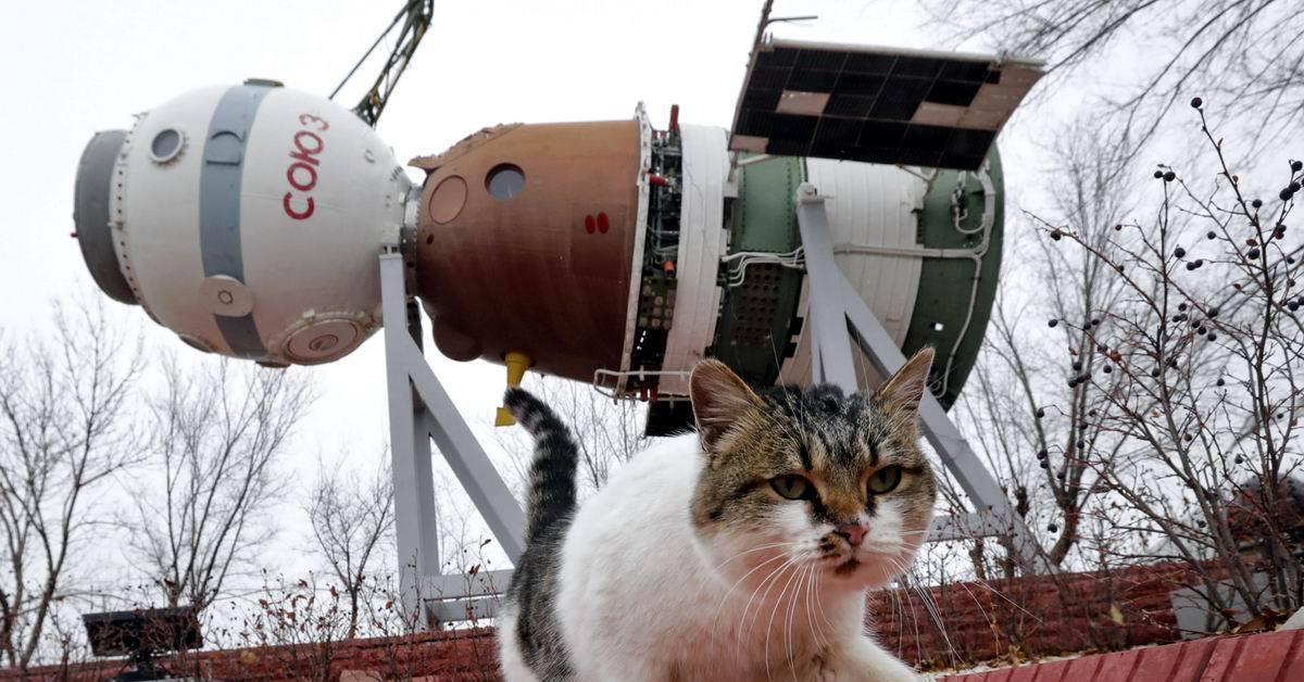Кошка полетевшая в космос. Фелисетт кошка космонавт. Космические котики. Кот в скафандре. Кошачьи космические корабли.