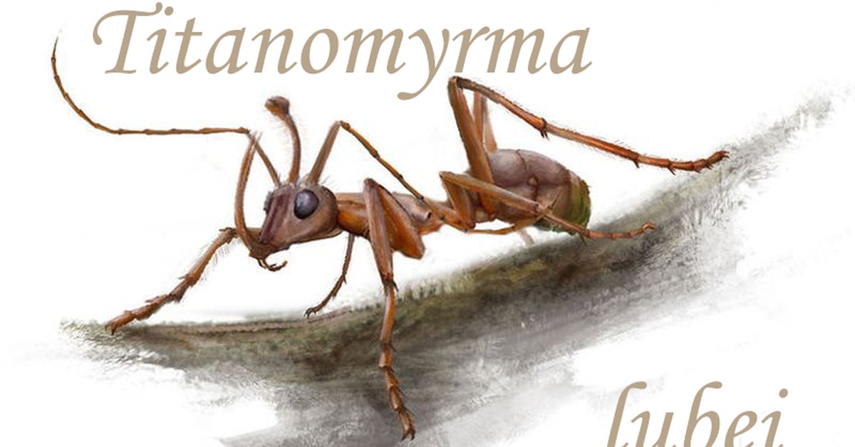 Динозавровый муравей. Ceratomyrmex ellenbergeri. Муравей. Необычные муравьи. Древний муравей.
